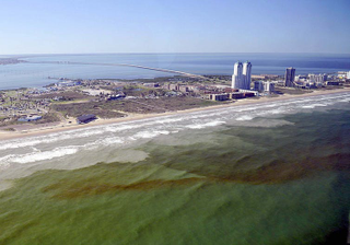 A āred tideā bloom of Karenia brevis, a toxic microorganism that can cause fish kills and poison humans who eat contaminated shellfish. Scientists use satellite imagery and water sampling to predict harmful algal blooms and other short-term ecological phenomena. Chase Fountain/Texas Park and Wildlife